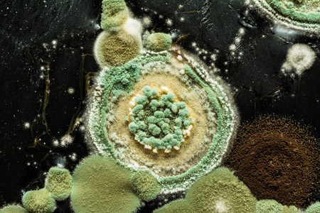 异质黑表面绿黄圆霉菌模型宏观科学背景
