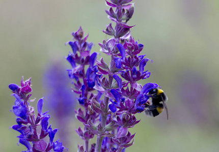花上的大黄蜂。蜜蜂靠近一朵紫色的花。草地上的一朵花是一只大黄蜂。