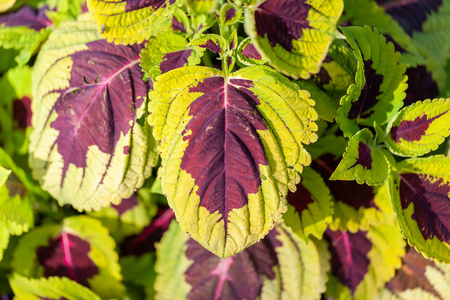 花园里的 Plectranthus scutellarioides 花