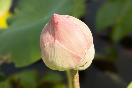 粉红色莲花芽