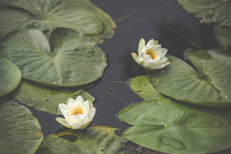 白色百合花在平静和黑暗的水与大绿叶漂浮在水上