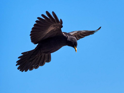 高山红嘴山或黄色喙红嘴山 Pyrrhocorax graculus 飞行