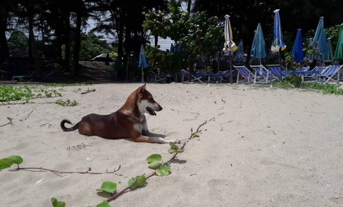 躺在海边的狗