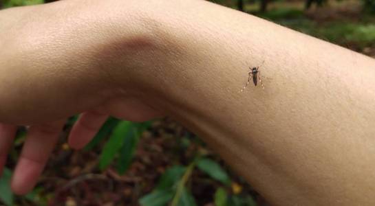 蚊子咬女人的胳膊在森林里照片