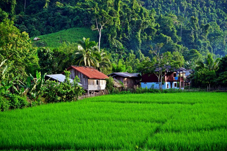 水稻是雨季生长的主要农作物, 在通常情况下, 降雨对水稻产量是足够的。老挝人大米是主要的主食, 在全国各地种植。