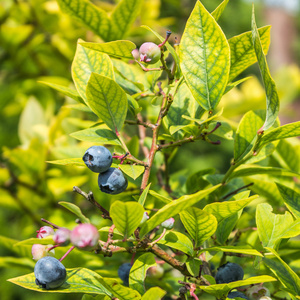 新鲜的蓝莓树图片
