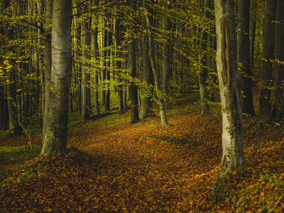 秋天多彩的森林背景在10月
