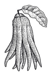 指的是佛手插图, 图画, 雕刻, 墨水, 线条艺术, 矢量佛手柑茶矢量图