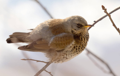 Fieldfare 画眉坐在树枝上