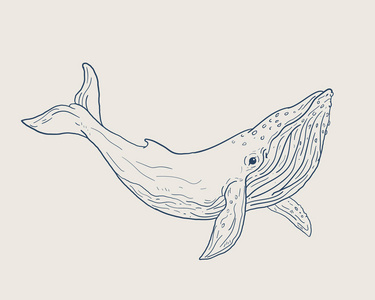 蓝鲸矢量插画艺术线条