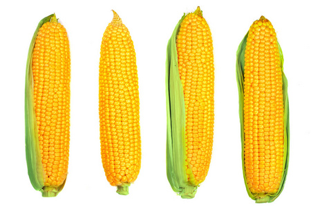 玉米穗在白色的背景下孤立。顶部视图。集或集合