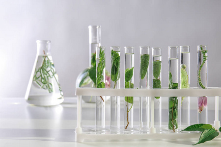 在桌子上的持有人与植物试管照片