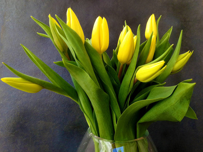 优雅的黄色郁金香花束