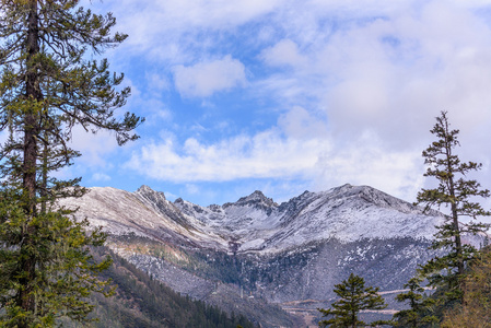 松林雪山与天空图片