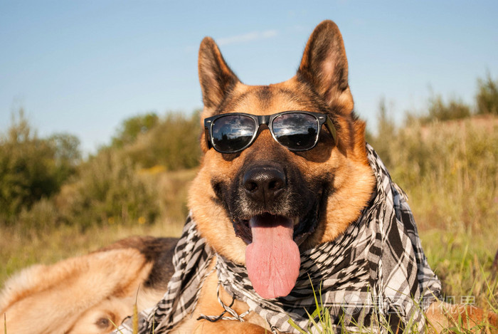 德国牧羊犬戴墨镜