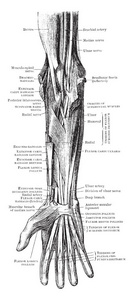 前臂和手前方的肌肉和神经, 老式线条画或雕刻插图