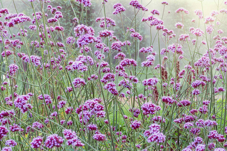 日落时分草地上的紫罗兰花