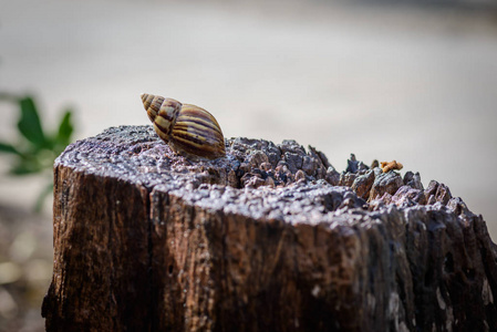 贝壳上的大蜗牛在木质上爬行