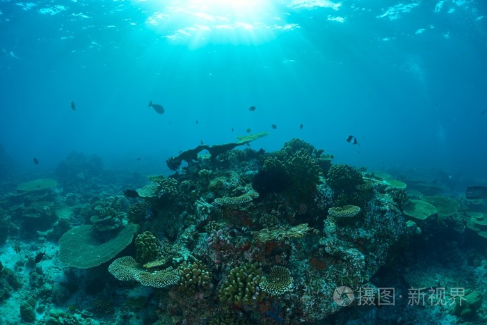 巨大的珊瑚花园照片 正版商用图片0spwm6 摄图新视界