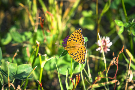 Argynnis adippe 又名高棕色川贝蝴蝶坐在一朵花在一个绿色的花园在夏天