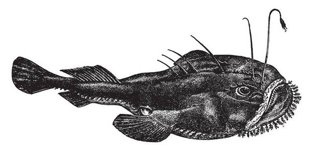 琵琶鱼是订单 lophiiformes, 复古线画或雕刻插图的成员照片