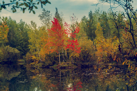 森林湖泊, 长满了青草落叶林和灌木, 呈黄红色的秋季色彩。
