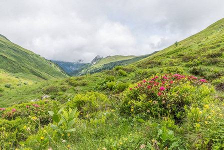 高山玫瑰灌木和薄雾在山谷在阿尔卑斯, 奥地利照片