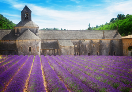 修道院 Senanque 和薰衣草领域法国