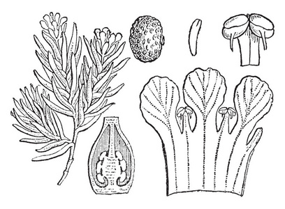 开花 pixiemoss, 是一种开花植物。在这张图片显示的花药, 种子, 胚胎和垂直部分的卵巢, 复古线画或雕刻插图