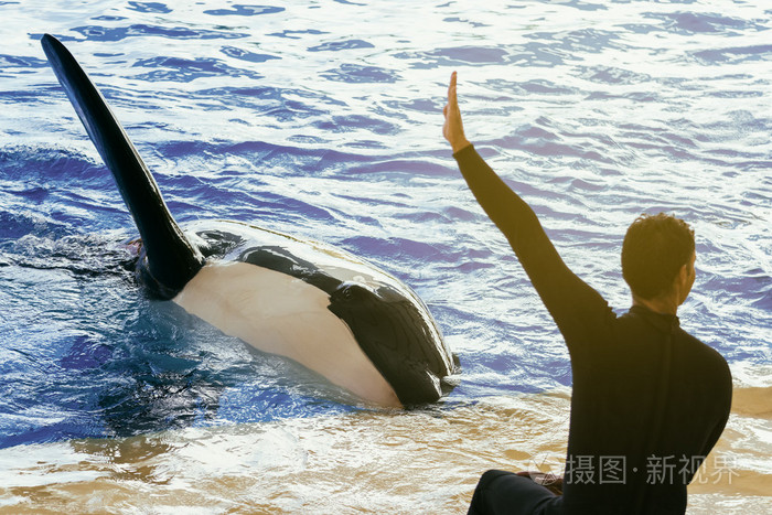 与他的教练在放映时的圈养虎鲸