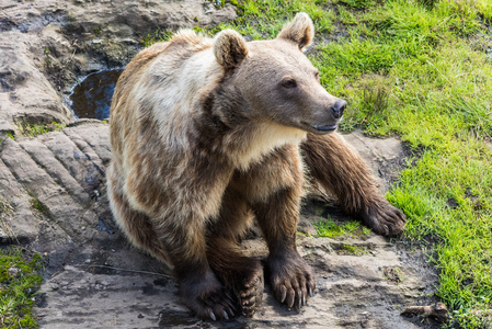 大棕熊熊
