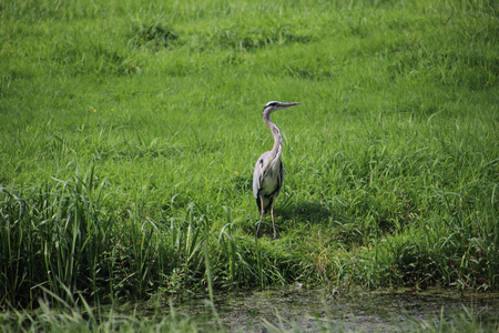 在荷兰 Boskoop 的草地上, 苍鹭寻找猎物沿沟渠的一侧