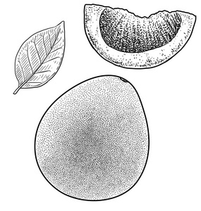 柚子插图, 图画, 雕刻, 墨水, 线条艺术, 矢量照片