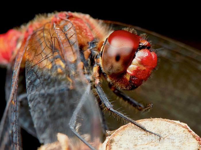 一只红蜻蜓的肖像