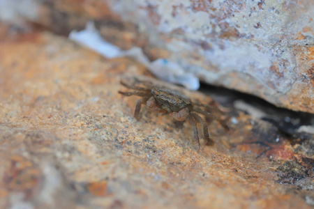 一只小螃蟹藏在石头里