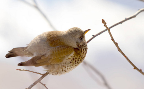 Fieldfare 画眉坐在树枝上