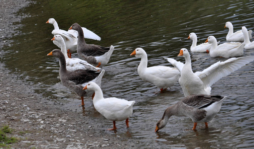 家养鹅群在河里沐浴