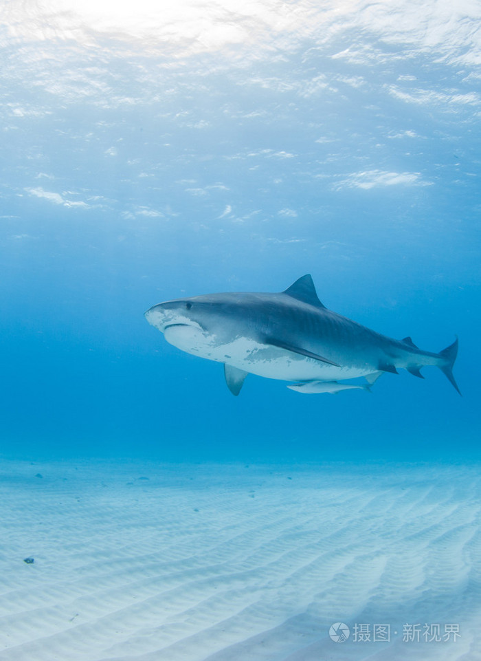 虎鲨在巴哈马