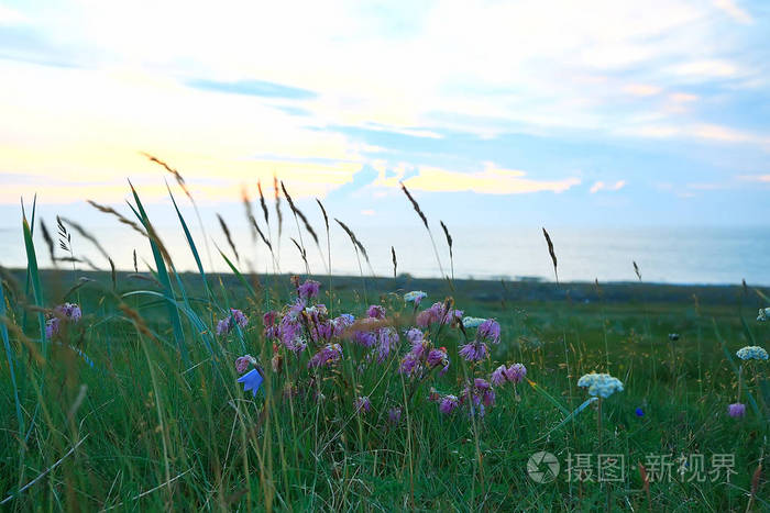 惊人的夏季苔原景观, 绿色苔藓, 生态系统