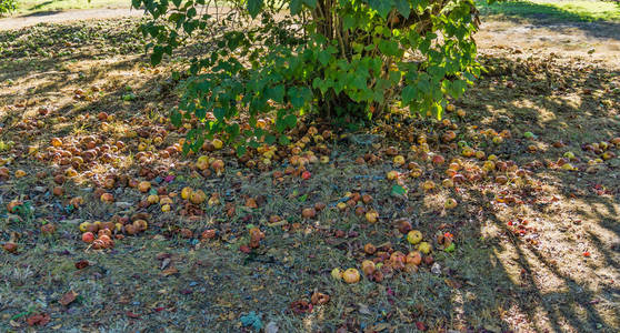 苹果位于华盛顿西塔科的一棵树下。