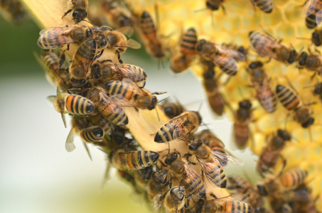 蜜蜂在蜂房蜂窝
