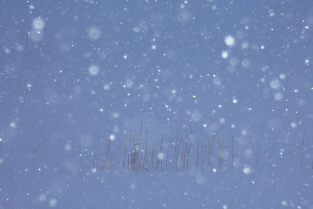 雾冬景观, 降雪和森林, 寒冷的季节性天气