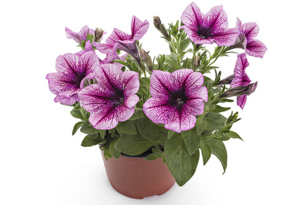 月光花芳香图片