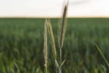 关闭在美丽的田野上的年轻的绿色小麦耳朵。成熟的耳朵小麦。农业。天然产品
