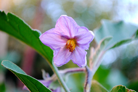 关闭绿色茄子与鲜花生长在花园里手触摸白茄子植株在蔬菜花园,cl茄子