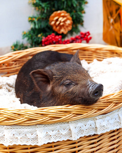 一只越南品种的黑猪坐在圣诞装饰附近的柳条篮里。新年理念