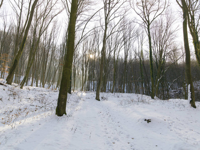 冬季森林中积雪覆盖的道路图片