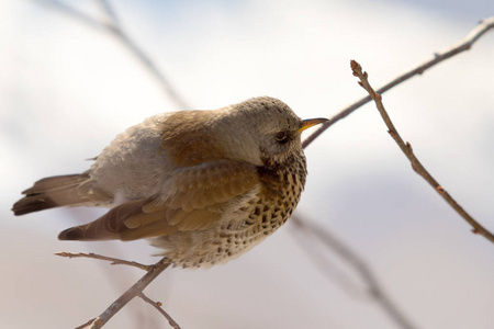 Fieldfare 画眉坐在树枝上