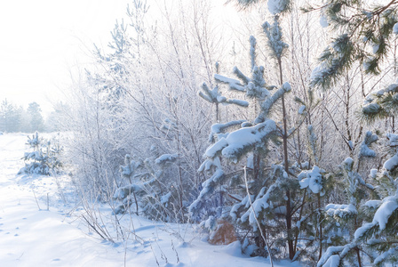 明亮的冬季雪域森林