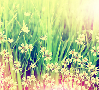 夏背景素材图片 夏背景图片素材下载 摄图新视界